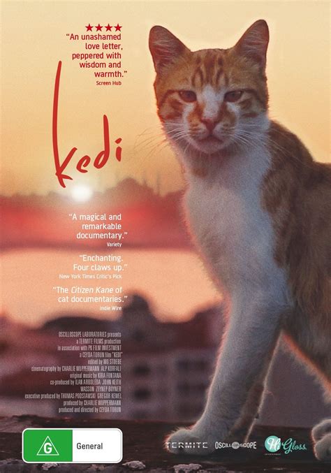  The Must-See Documentaries are HERE httpsgoo. . Kedi documentary dailymotion